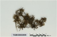 藏品(塔苔屬)的圖片